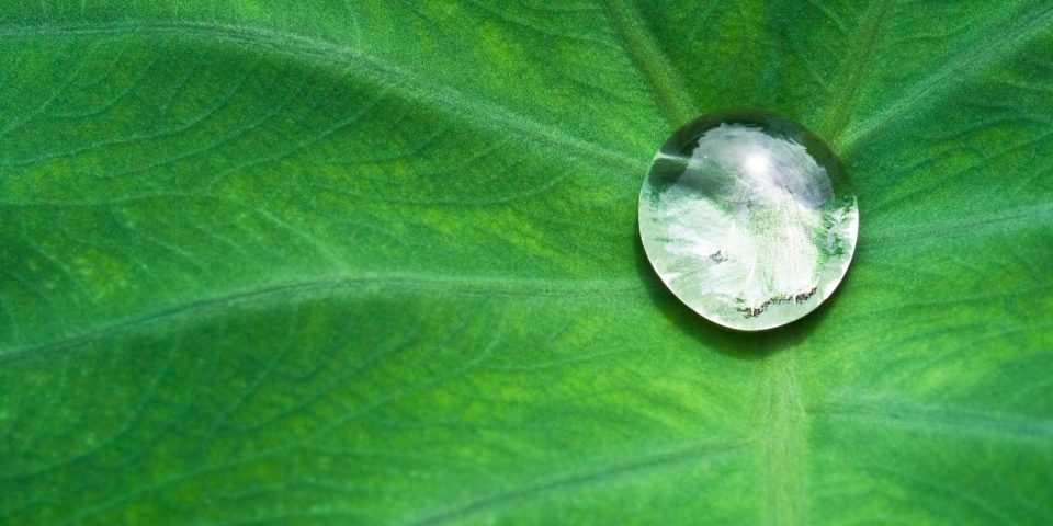 nice detail of water drops on leaf - macro detail
