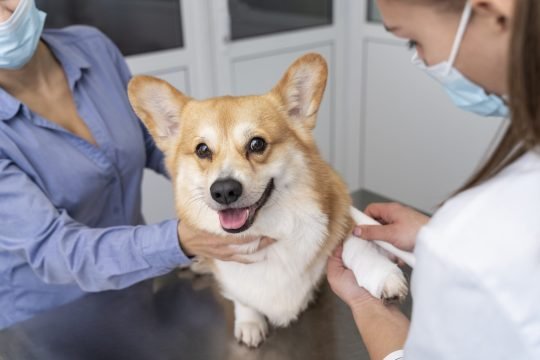 veterinarian-taking-care-pet-dog